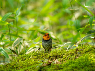 森のササ薮の中で苔の生えた枯れ木に留まっているコマドリの雄