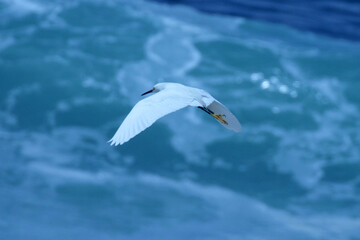 Garça-branca-pequena sobrevoando as ondas do mar na praia de Cordeirinho - Maricá - RJ