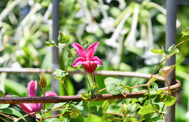 クレマチス「プリンセスダイアナ」　Clematis 'Princess Diana' © maaagram
