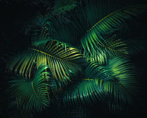Green tone color of palm leaves. Shades of light in nature. Natural plant ecological backdrop.