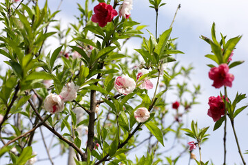 Obraz premium Beautiful sakura flowers, Japan cherry blossom