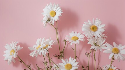 Fototapeta premium Daisies on Pink Background, Floral Minimalism