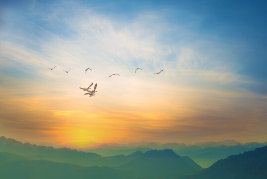 Birds fly across blue and yellow sky, beauty of nature in motion