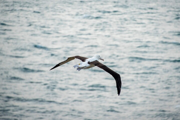 Northern Royal Albatross - New Zealand