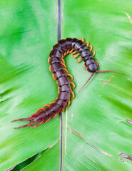 A centipede can bite. It is a poisonous animal and has a lot of legs.	