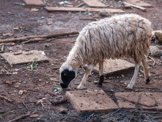 A sheep is walking on a dirt field