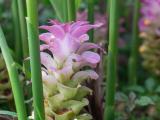 A bunch of pink flowers with green stems