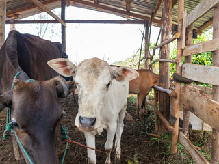 A cow is standing in a pen with other cows