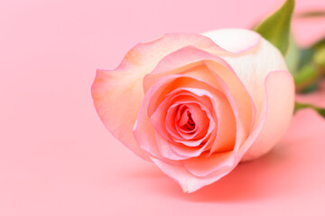 beautiful pastel rose flower on pink background, valentine day