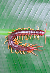 A centipede can bite. It is a poisonous animal and has a lot of legs.It's on a leaf.