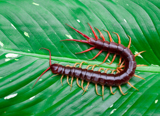 A centipede can bite. It is a poisonous animal and has a lot of legs.It's on a leaf.