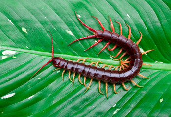 A centipede can bite. It is a poisonous animal and has a lot of legs.It's on a leaf.