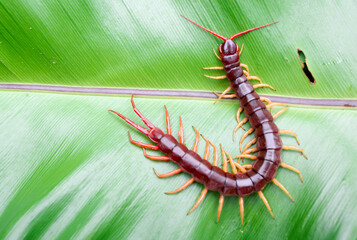 A centipede can bite. It is a poisonous animal and has a lot of legs.It's on a leaf.