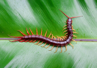 A centipede can bite. It is a poisonous animal and has a lot of legs.It's on a leaf.