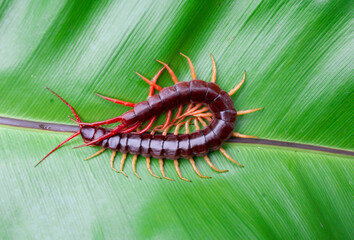 A centipede can bite. It is a poisonous animal and has a lot of legs.It's on a leaf.