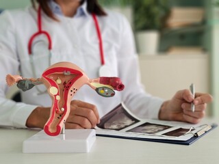 doctor shows the anatomical model of the uterus with the fetus, closeup