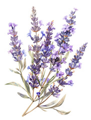A beautiful watercolor illustration of lavender flowers in full bloom, showcasing their vibrant purple hue and delicate green leaves.
