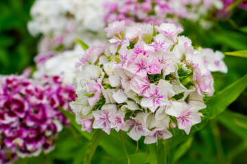 Flowers. Turkish carnation. Landscape is nature. Gardening. Photo wallpapers