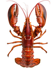 Close-up of a vibrant red lobster isolated on white background, showcasing detailed texture and vivid colors, perfect for culinary and seafood themes.