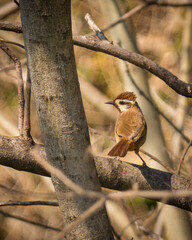 A white-browed laughing thrush 