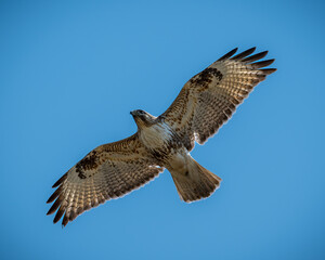 An eastern buzzard in flight spreading its wings