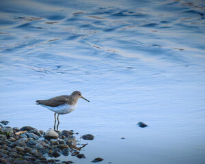 A green sandpiper searching for food