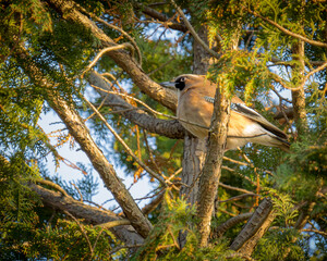 A Eurasian jay perching in a pine tree