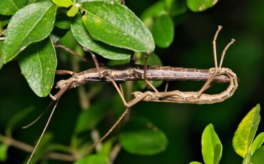 Southern Two-striped Walkingstick insects mating nature Musk Mares Anisomorpha buprestoides.