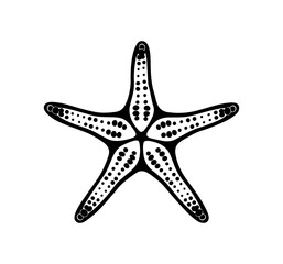 starfish engraving black and white outline, Starfish silhouette vector illustration