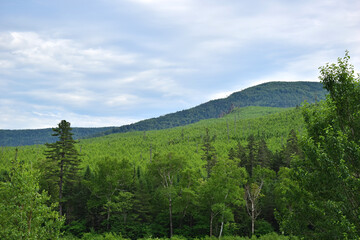 Obraz premium Hills and mixed forest.