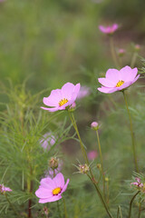 コスモスは秋に咲く花です。