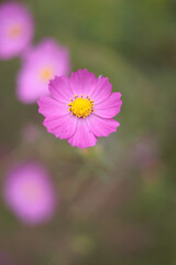 コスモスは秋に咲く花です。