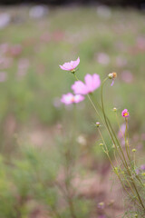 コスモスは秋に咲く花です。