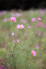 コスモスは秋に咲く花です。