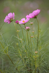 コスモスは秋に咲く花です。