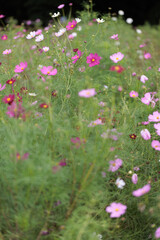 コスモスは秋に咲く花です。