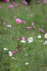 コスモスは秋に咲く花です。