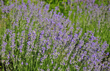 field of flowers. blooming lavender background. lavender flowers on a sunny day