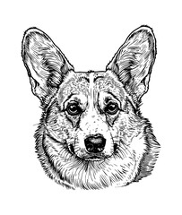 corgi, head portrait engraving black and white outline