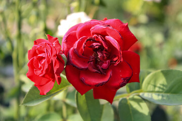 Beautiful Rose flowers of Red, Pink and Orange Color in a garden of spring