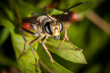 Close up of a wasp on a green leaf. Shallow depth of field © Miguel César
