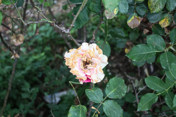 Fototapeta premium Lush beautiful Yellow and White Roses in a garden