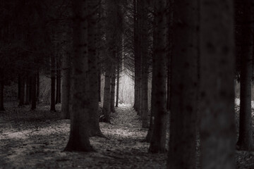 dark forest in the fog