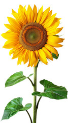 Naklejka premium Bright and vibrant sunflower with detailed petals and leaves, isolated on a white background, perfect for floral and nature themes.