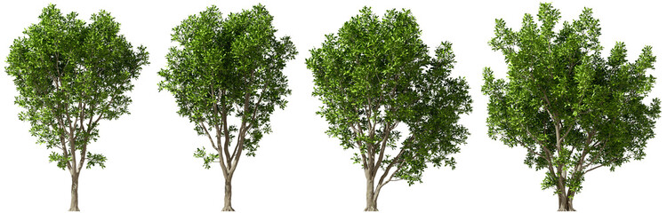 Isolate parks trees environmental set on transparent backgrounds 3d illustrations png