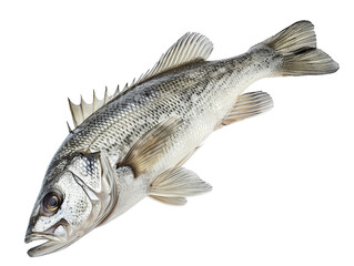 Fototapeta premium High-quality isolated image of a silver-gray fish on a white background. Ideal for seafood, marine life, and nature-themed projects.