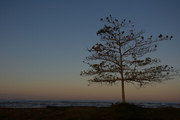 Arvores praia.