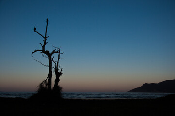 Arvores praia.