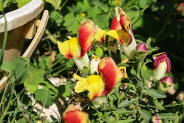 Antirrhinum majus, great snapdragon, lion's-mouth, rabbit's mouth, bonny rabbits, calf-snout,...