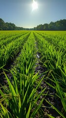 Fototapeta premium The vast fields, with lush green rice seedlings swaying gently in the breeze, capture the tranquility and vitality of nature in a realistic style under the warm sun of a clear summer day at noon